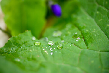 leaves with water drop