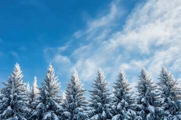 Snowy winter landscape with pine trees