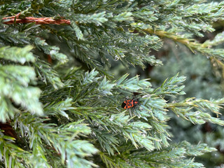 small insect on trees