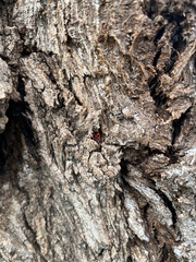 small insect on trees