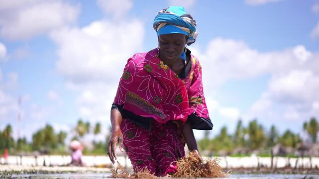 African woman kelp harvesting seaweed farming.agriculture in Zanzibar. tropical island vacation in Africa, tourism destination in Tanzania. 