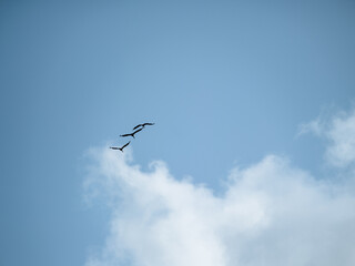 birds in flight