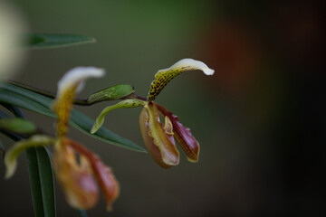Garden of Orchids La Pajarera 2024