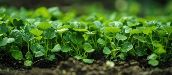 Fototapeta premium Green Salad On The Garden Bed