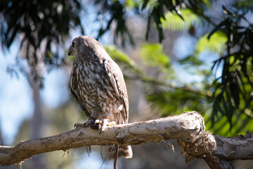 The barking owl has bright yellow eyes and no facial-disc. Upperparts are brown or greyish-brown, and the white breast is vertically streaked with brown.