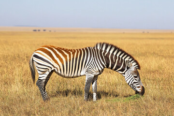 Naklejka premium A zebra grazing in a vast golden grassland under a clear blue sky, showcasing the beauty of wildlife in its natural habitat.