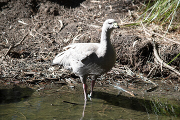 The Cape Barren Goose is a very large, pale grey goose with a relatively small head.