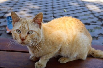 A domestic cat is sitting on the wooden bench looking at the camera.