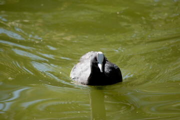 The Eurasian coot is a black sea bird with a white frontal shield