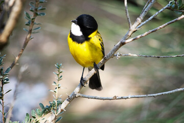 Golden whistler males have a distinctive black head, extending to the top of the nape and under the throat in a thick band.