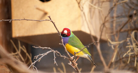 The gouldian  finch is a small bird, with a bright green back, yellow belly and a purple breast. The facial colour is usually black.