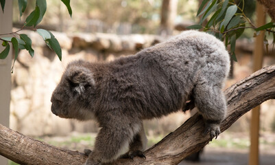 the Koala has a large round head, big furry ears and big black nose. Their fur is usually grey-brown in color with white fur on the chest, inner arms, ears and bottom.