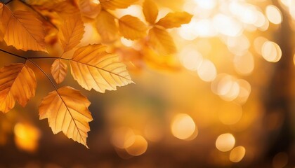 Golden autumn leaves background with depth of field for a warm and cozy seasonal feel
