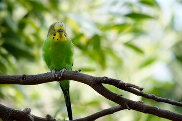 Parakeets are pale green with black bars on their backs, heads, and wings.