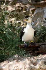 The Pied Cormorant is a medium size bird with black wings and a black tail. It has a white face and chest.