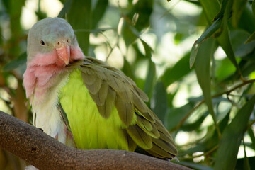 the princess Alexandra parrot has a pink neck and a light blue head and green wings