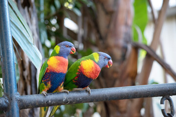 The rainbow lorikeet has a bright yellow-orange/red breast, a mostly violet-blue throat and a yellow-green collar.