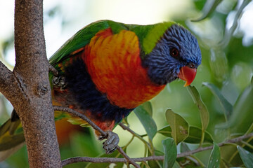 The rainbow lorikeet has a bright yellow-orange/red breast, a mostly violet-blue throat and a yellow-green collar.