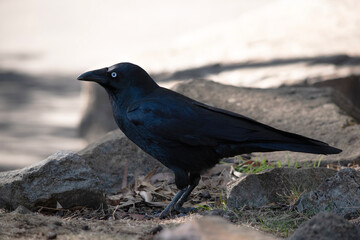 The Australian raven is an all black-bird with a black beak, mouth and tongue and sturdy black or grey-black legs and feet.