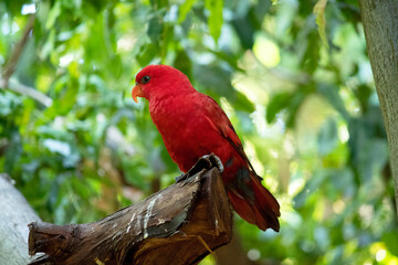 the red lory is mostly red and all the plumage of the upper body is red. There are red, blue, and black marks on the back and wings,
