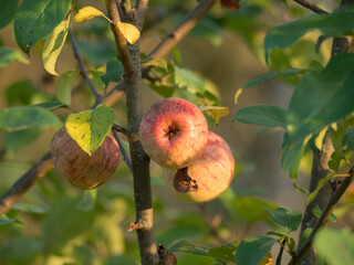 apple tree with ripe apples in autumn