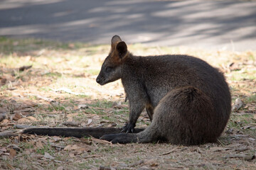 Fototapeta premium The swamp wallaby has dark brown fur, often with lighter rusty patches on the belly, chest and base of the ears.