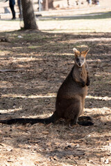 The swamp wallaby has dark brown fur, often with lighter rusty patches on the belly, chest and base of the ears.