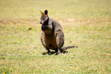 The swamp wallaby has dark brown fur, often with lighter rusty patches on the belly, chest and base of the ears.