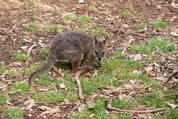 The tammar wallaby has dark greyish upperparts with a paler underside and rufous-coloured sides and limbs. The tammar wallaby has white stripes on its face