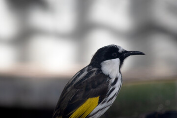 The White cheeked honeyeater have large bright yellow tail and wing panels, with a large conspicuous white cheek patch on a mainly black head