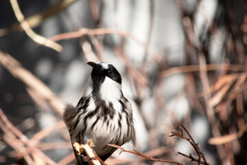 The white cheeked honeyeater has a large bright yellow tail and wing panels, with a large conspicuous white cheek patch on a mainly black head.