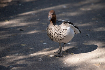 The male wood duck has a darker head and a small dark mane, with a speckled brown-grey breast and a black lower belly and undertail.