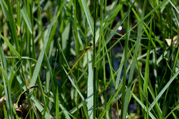 green grass background