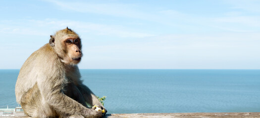 Monkey in the wild against the blue sea and sky, eating a banana.