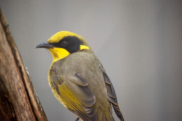 the yellow tufted honeyeater has a bright yellow forehead, crown and throat, a glossy black mask and bright golden ear-tufts.