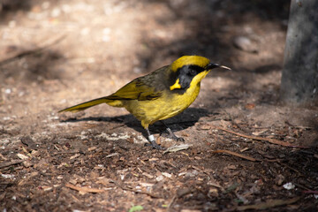 the yellow tufted honeyeater has a bright yellow forehead, crown and throat, a glossy black mask and bright golden ear-tufts.