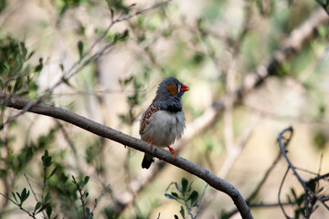 the male zebra finch has a grey body with a white under belly with a black and white tail. It has orange cheeks and black stripe on its face