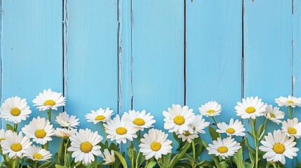 Fototapeta premium Beauty daisy flowers arranged parallel to the bottom wooden with blue board background