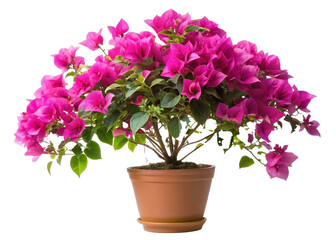 pink cyclamen in a pot isolated