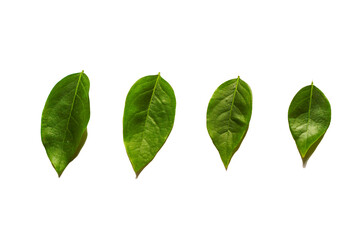 green leaves isolated on white background