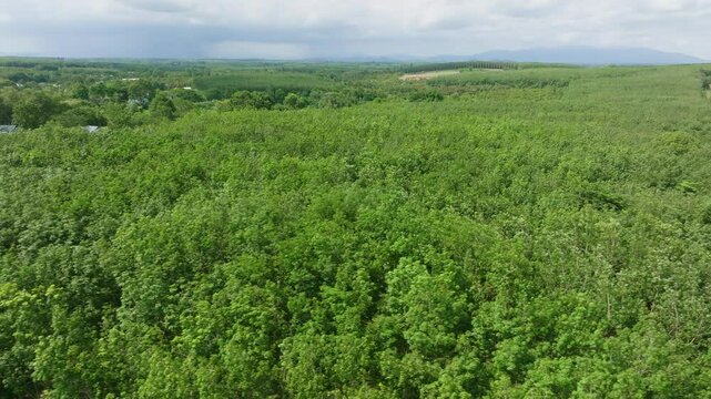 Exploring Lush Green Forests in a Tranquil Rural Area on a Sunny Day Surrounded by Nature's Beauty