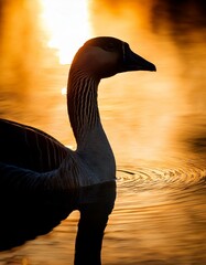 Silhouette of a goose swimming on rippled water during sunset, with golden light reflecting off the surface in a serene moment.