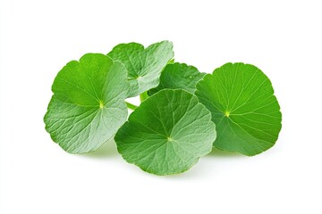 Gotu kola (Centella asiatica) isolated on white background. Gotu kola helps promote collagen production and enhance overall mental health
