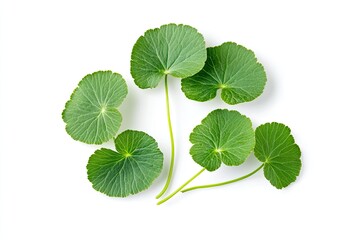 Gotu kola (Centella asiatica) isolated on white background. Gotu kola helps promote collagen production and enhance overall mental health