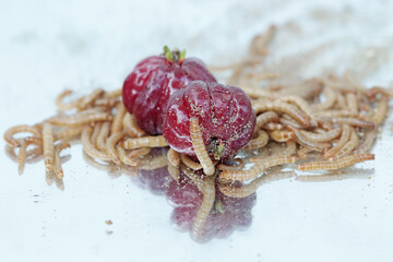 Yellow meal worm colony eating some Surinam cherries that fell to the ground. This caterpillar has...