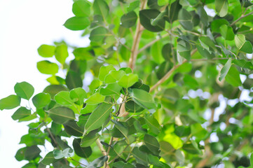 Ficus Benjamina  L or Moraceae, Golden Fig or Weeping Fig or Ficus Benjamina and sky