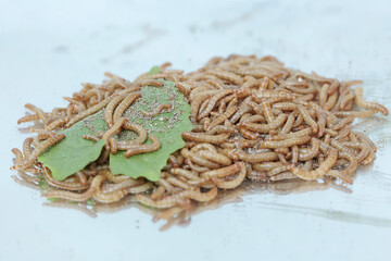 Yellow meal worm colony eating a young leaf that fell to the ground. This caterpillar has the scientific name Tenebrio molitor.