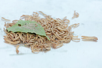 Yellow meal worm colony eating a young leaf that fell to the ground. This caterpillar has the scientific name Tenebrio molitor.