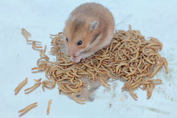 A Campbell dwarf hamster eating a colony of yellow meal worms. This rodent has the scientific name Phodopus campbelli.