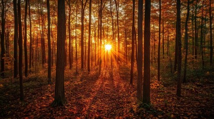  dramatic sunset filtering through a dense forest of autumn trees